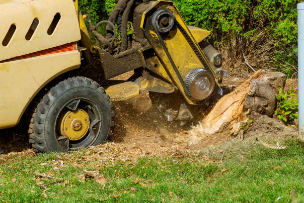 Best Hazardous Tree Removal  in Warrior, AL